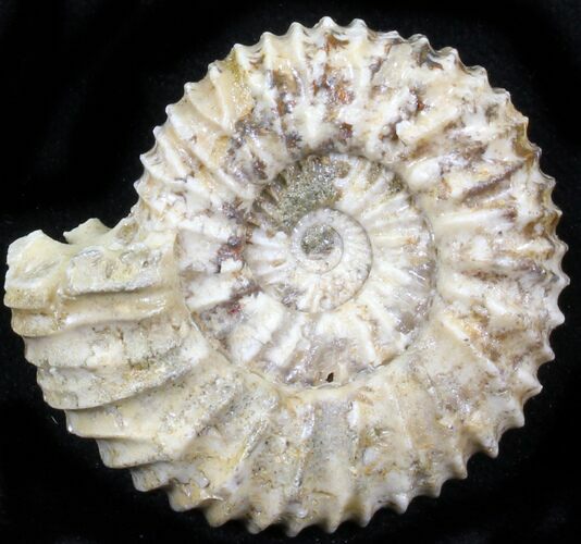 Pavlovia Ammonite Fossil - Siberia #29764
